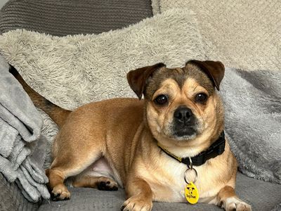 Jessie | Terrier (Jack Russell) Cross | Loughborough - 2