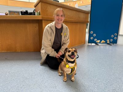 Jessie | Terrier (Jack Russell) Cross | Loughborough - 3