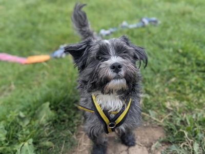Scruff | Terrier (West Highland White) Cross | Bridgend (Wales) - 3