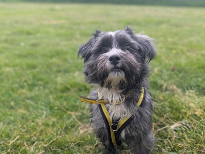 Scruff | Terrier (West Highland White) Cross | Bridgend (Wales) - 5