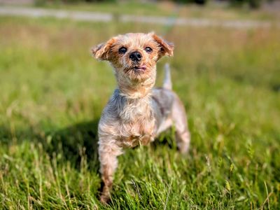 Misty | Terrier (Yorkshire) | Bridgend (Wales) - 5