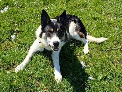 Pip | Collie (Border) | West Calder (Edinburgh) - 3
