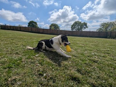 Pip | Collie (Border) | West Calder (Edinburgh) - 5