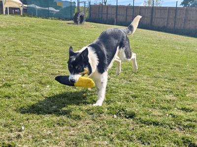 Bram | Collie (Border) | Dundee rehoming - 3