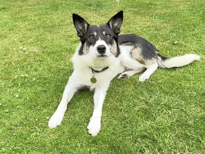 Bram | Collie (Border) | Dundee rehoming - 5