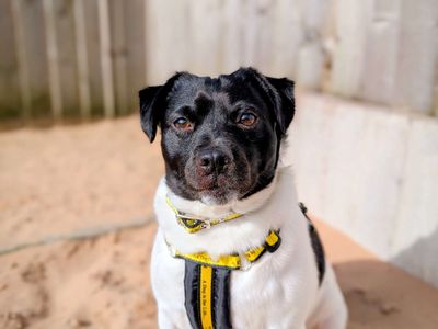 Boyo | Terrier (Jack Russell) | Cardiff - 3