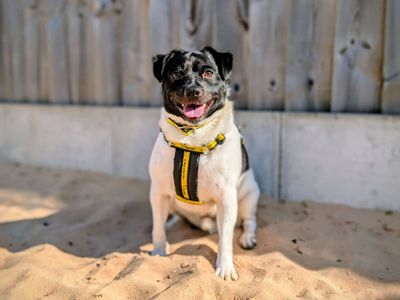 Boyo | Terrier (Jack Russell) | Cardiff - 5