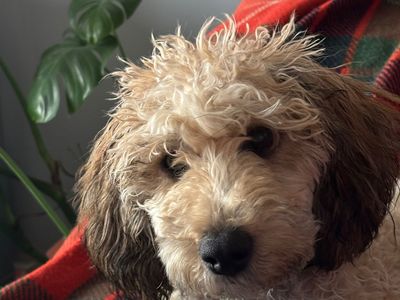 Pixie | Poodle (Miniature) | Ballymena (Northern Ireland) - 3