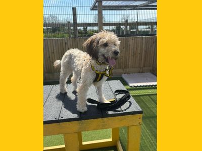 Pixie | Poodle (Miniature) | Ballymena (Northern Ireland)
