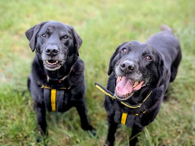 Stan & Steve | Retriever (Labrador) | Cardiff - 5