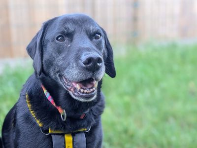 Stan & Steve | Retriever (Labrador) | Cardiff - 3