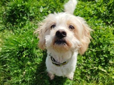 Peanut | Spaniel (King Charles) Cross | Bridgend (Wales) - 3