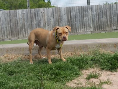 Beatrice | Terrier (Staffordshire Bull) Cross | Evesham (Worcestershire) - 3