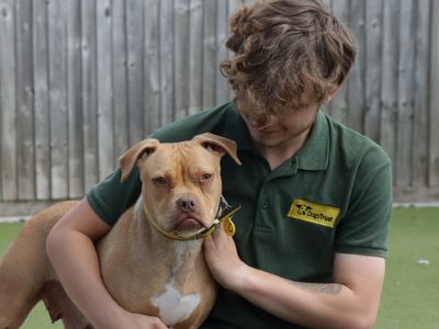 Beatrice | Terrier (Staffordshire Bull) Cross | Evesham (Worcestershire) - 5
