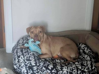 Beatrice | Terrier (Staffordshire Bull) Cross | Evesham (Worcestershire) - 3