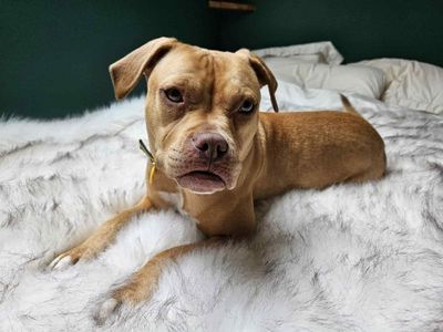 Beatrice | Terrier (Staffordshire Bull) Cross | Evesham (Worcestershire) - 3