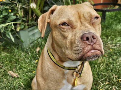 Beatrice | Terrier (Staffordshire Bull) Cross | Evesham (Worcestershire) - 5