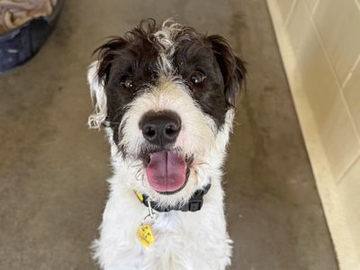 Kevin | Terrier (Parson Russell) Cross | Basildon (Essex) - 5