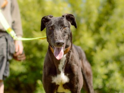 James | Greyhound | Kenilworth (West Midlands) - 1