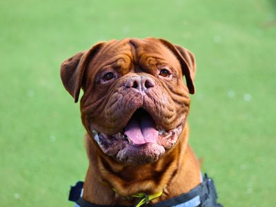 Pierre | Dogue De Bordeaux | Manchester - 3