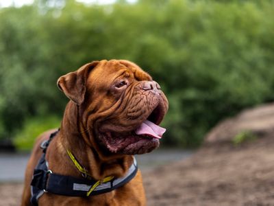 Pierre | Dogue De Bordeaux | Manchester - 5