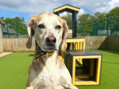 Dandelion | Foxhound Cross | Canterbury - 1
