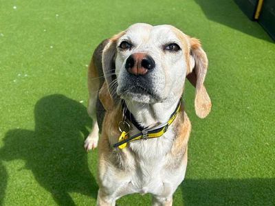 Dandelion | Foxhound Cross | Canterbury - 3