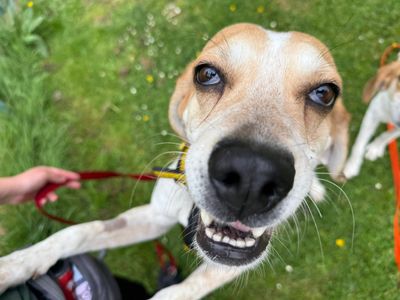 Tulip | Foxhound Cross | Canterbury - 5