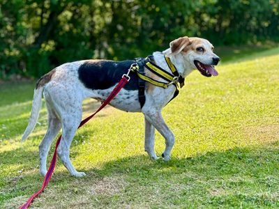Tulip | Foxhound Cross | Canterbury - 3