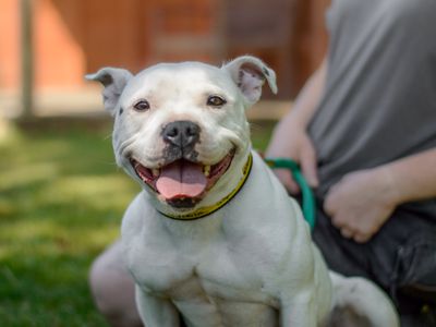 Cally | Terrier (Staffordshire Bull) | Kenilworth (West Midlands) - 2