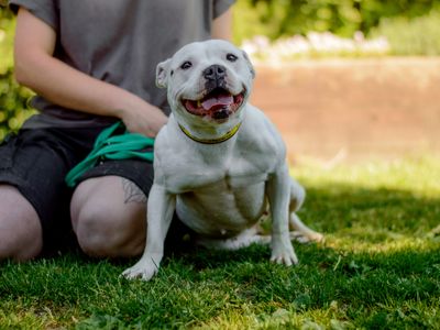 Cally | Terrier (Staffordshire Bull) | Kenilworth (West Midlands) - 3