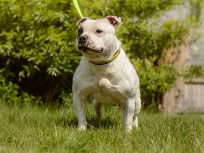 Patch | Terrier (Staffordshire Bull) | Kenilworth (West Midlands) - 3