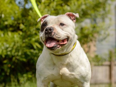 Patch | Terrier (Staffordshire Bull) | Kenilworth (West Midlands) - 2