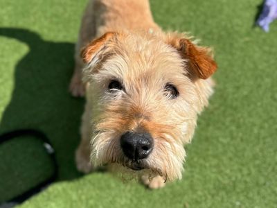Patch | Terrier (Lakeland) | Shrewsbury (Shropshire) - 3