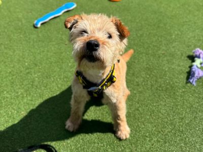 Patch | Terrier (Lakeland) | Shrewsbury (Shropshire) - 2