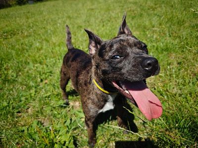 Dino | French Bulldog Cross | Shrewsbury (Shropshire) - 4