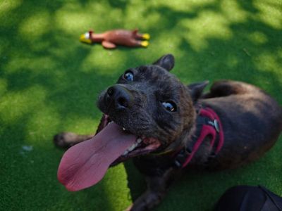 Dino | French Bulldog Cross | Shrewsbury (Shropshire) - 5