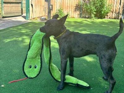 Dino | French Bulldog Cross | Shrewsbury (Shropshire) - 3