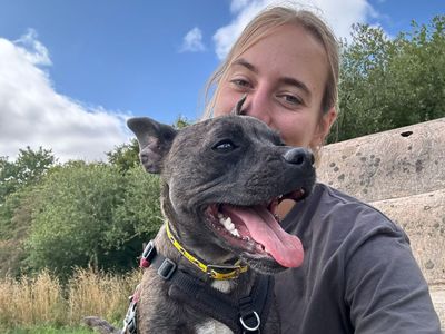 Dino | French Bulldog Cross | Shrewsbury (Shropshire) - 2