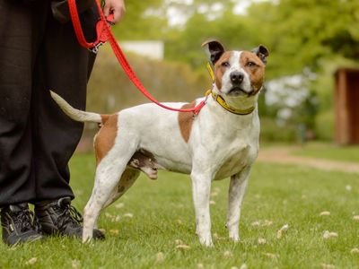 Arlo | Terrier (Staffordshire Bull) Cross | Kenilworth (West Midlands) - 5