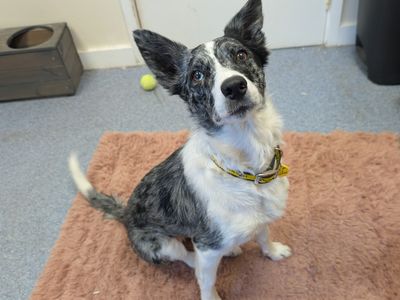 Dixie | Collie (Border) | Shoreham (Sussex) - 1