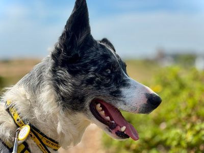 Dixie | Collie (Border) | Shoreham (Sussex) - 3