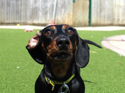 Susie and Olive | Dachshund (Miniature Smooth Haired) | Evesham (Worcestershire) - 3