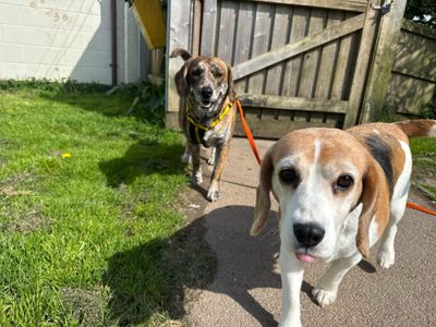 Tiger | Beagle | Bridgend (Wales) - 3