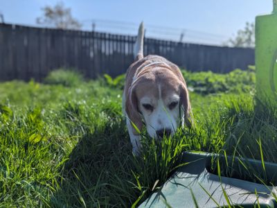 Tiger | Beagle | Bridgend (Wales) - 2