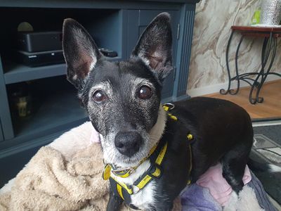 Paige | Terrier (Jack Russell) Cross | Leeds - 2