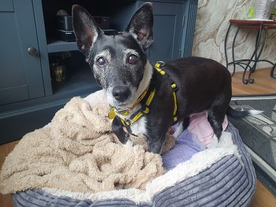 Paige | Terrier (Jack Russell) Cross | Leeds - 3