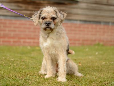 Bailey | Bichon Frise Cross | Kenilworth (West Midlands) - 3