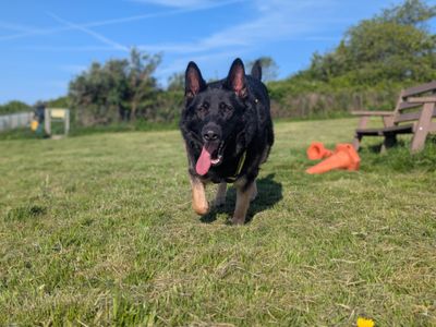 Barry | German Shepherd Dog | Bridgend (Wales) - 5