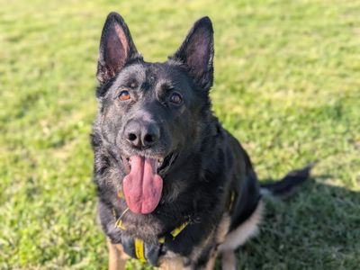 Barry, a 5 years old male German Shepherd available for adoption from Dogs Trust in Leicestershire